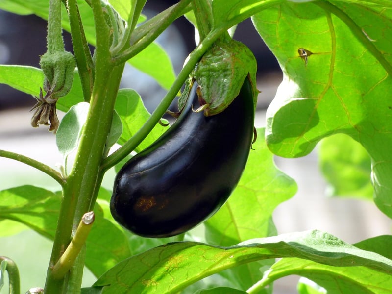 Mediterranean Cuisine